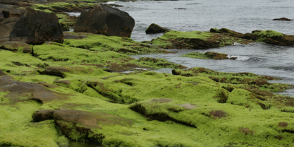algae health cmsi