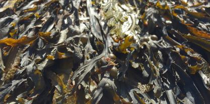 seaweed algal