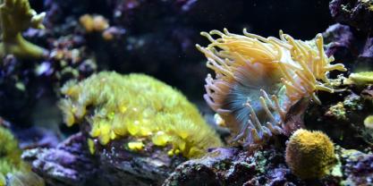 sealife coral